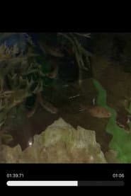 Random Fishies