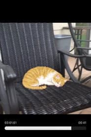 Sleepy Cat