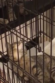 Random Twin Cat #2