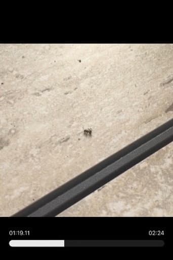 Random Ant