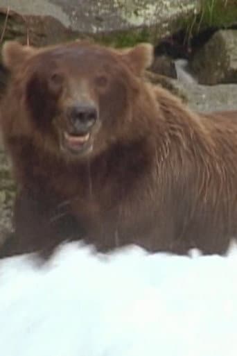 Bear 141