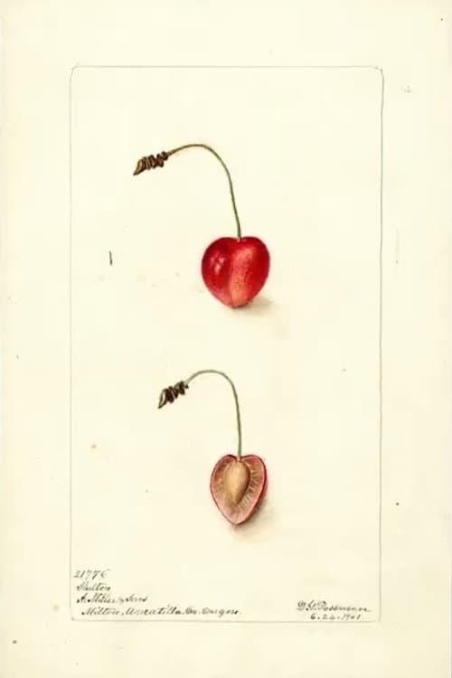 Постер: Pomological