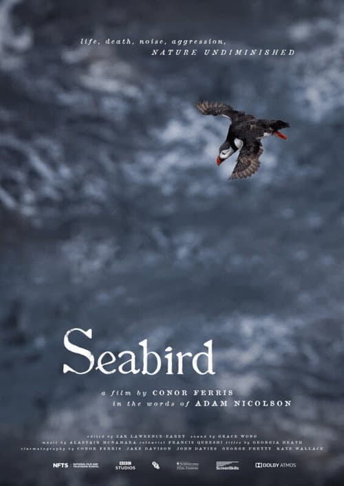 Постер: Seabird