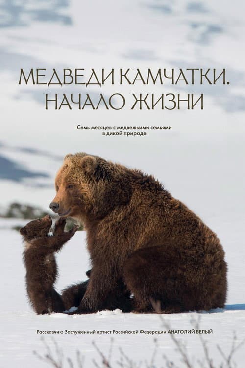 Постер: Медведи Камчатки. Начало жизни