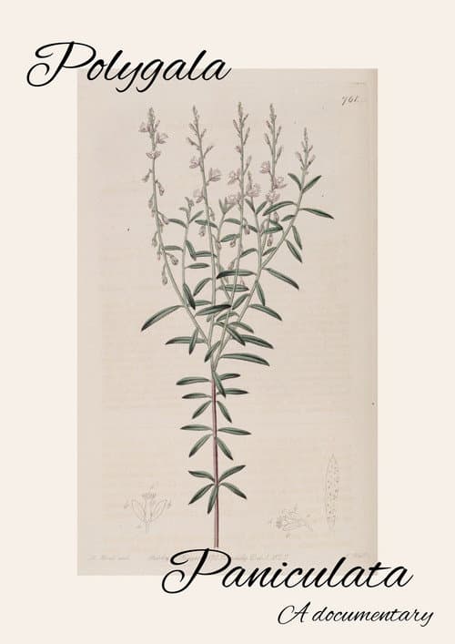 Постер: Polygala Paniculata