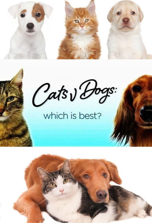 Постер: Cats v Dogs: Which is Best?