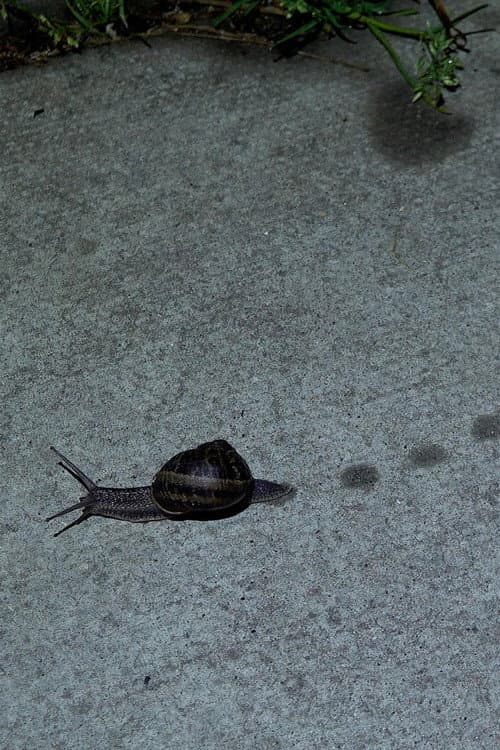 Постер: Toad Dance