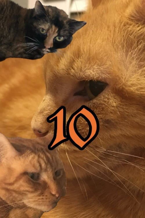 Постер: The Adventures of Murphy the Cat #10