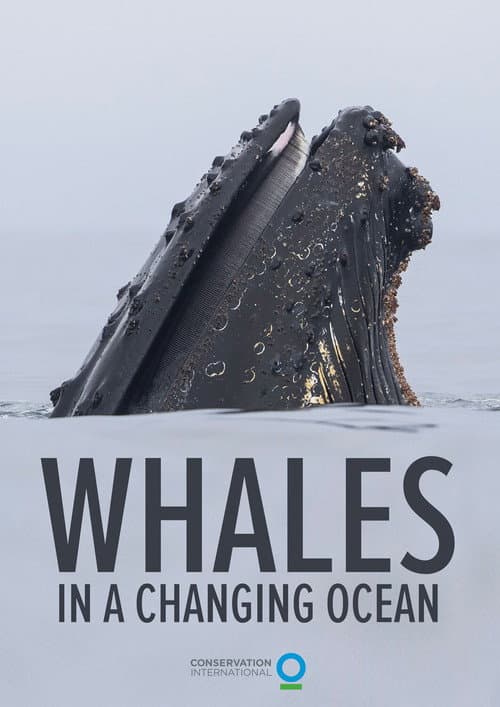 Постер: Whales in a Changing Ocean