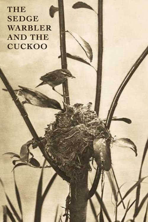 Постер: The Sedge Warbler and the Cuckoo