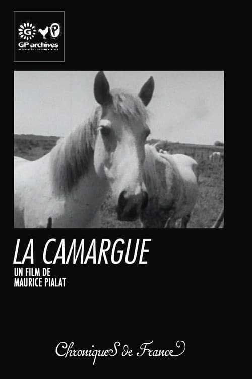 Постер: La Camargue