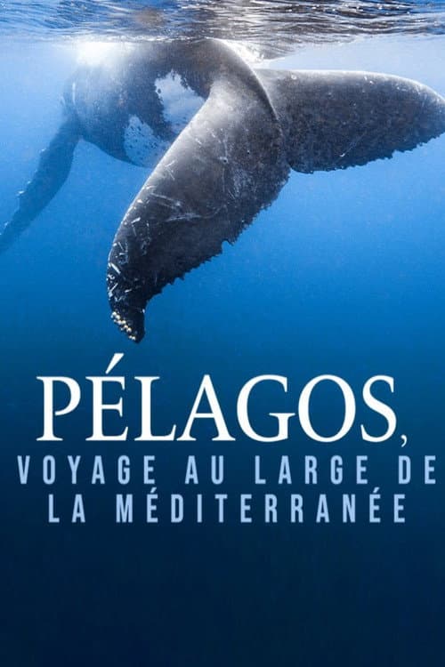 Постер: Pélagos, voyage au large de la Méditerranée