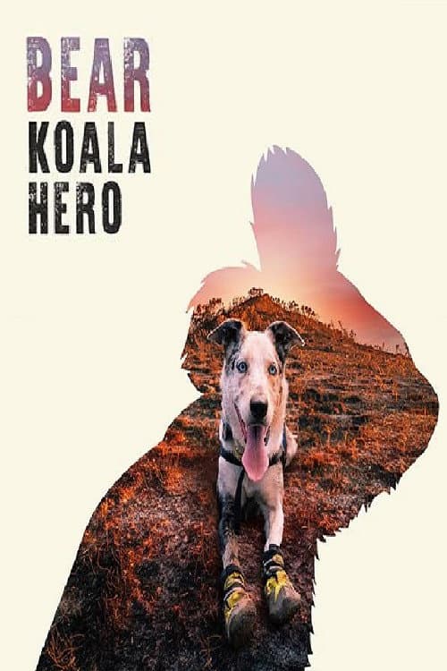 Постер: Bear: Koala Hero