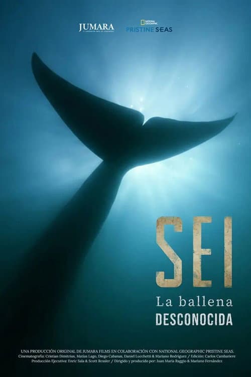 Постер: Sei La Ballena Desconocida