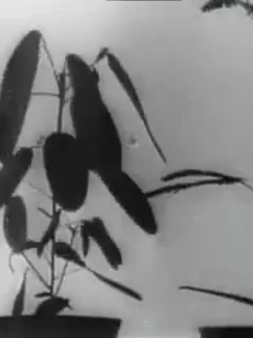 Постер: Kinematographische Studien an Impatiens, Vicia, Tulipa, Mimosa und Desmodium von W. Pfeffer (1898-1900)
