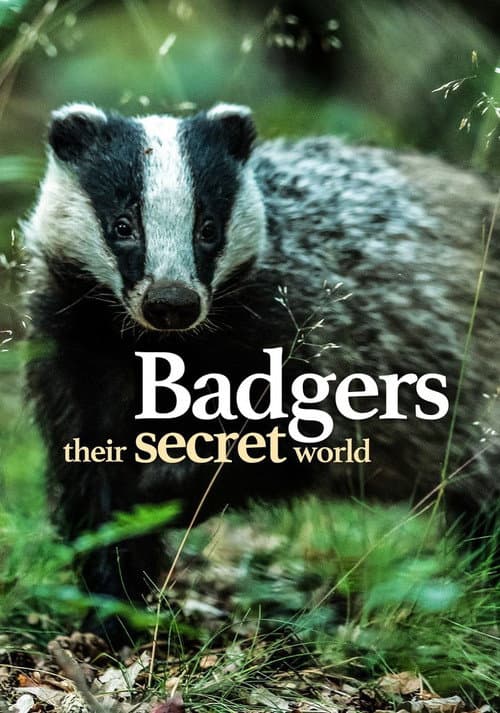 Постер: Badgers: Their Secret World