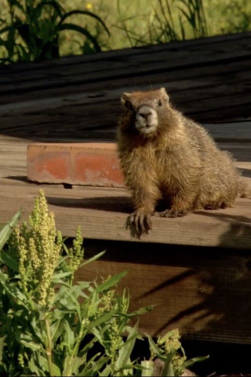 Постер: The Study Of Groundhogs: A Real Life Look At Marmots