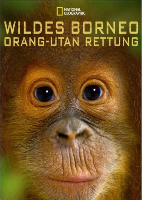 Постер: Orangutan Rescue - Back to The Wild