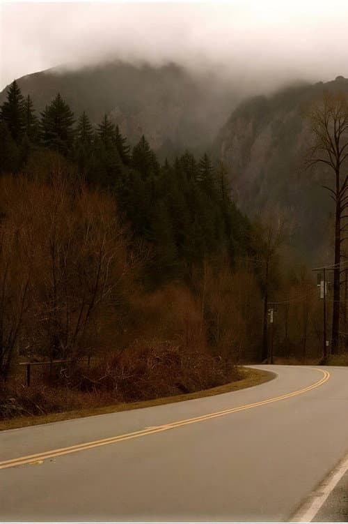 Постер: The Trees