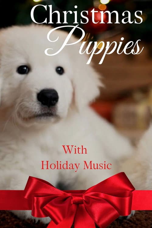 Постер: Christmas Puppies
