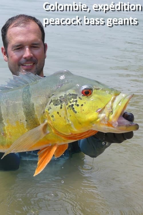 Постер: Colombie, expédition peacock bass geants