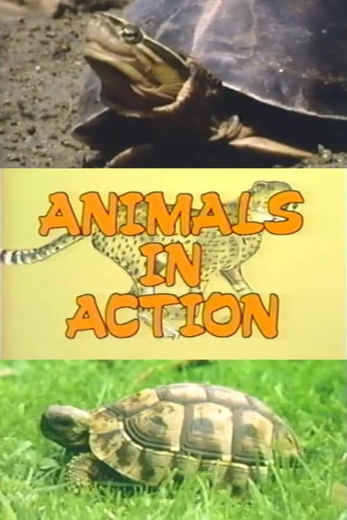 Постер: The Turtle Family