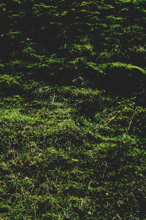 Постер: Untitled / Aubrac