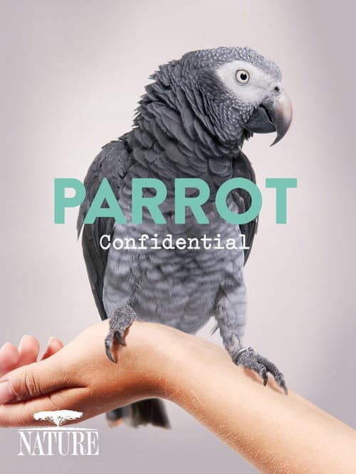Постер: Parrot Confidential