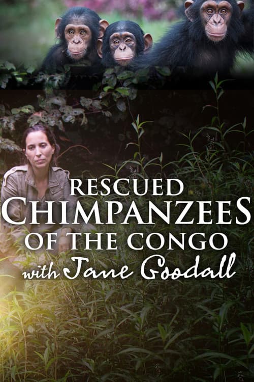 Постер: Rescued Chimpanzees of the Congo with Jane Goodall