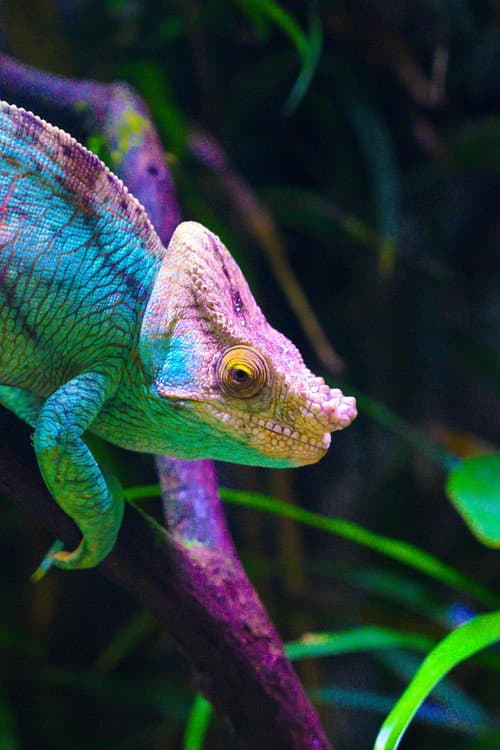 Постер: Madagascar, paradis des caméléons