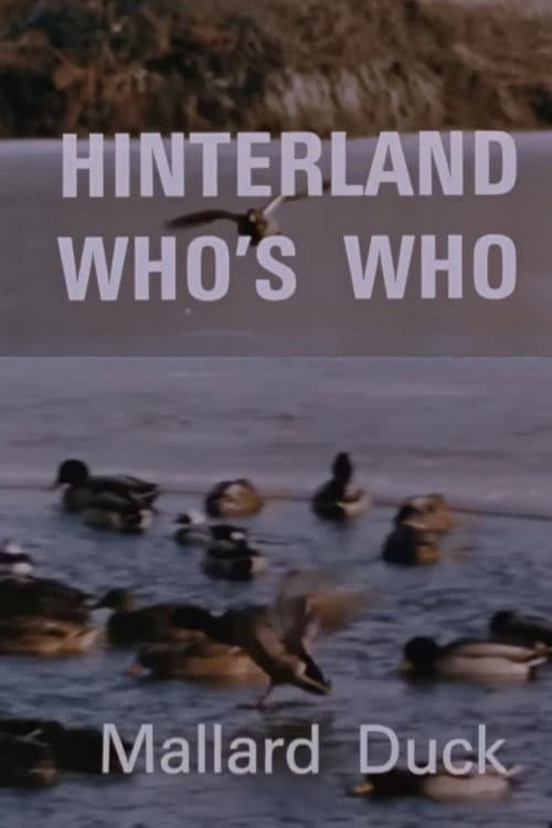 Постер: Hinterland Who's Who: Mallard Duck