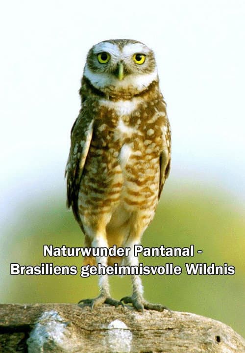 Постер: Naturwunder Pantanal - Brasiliens geheimnisvolle Wildnis