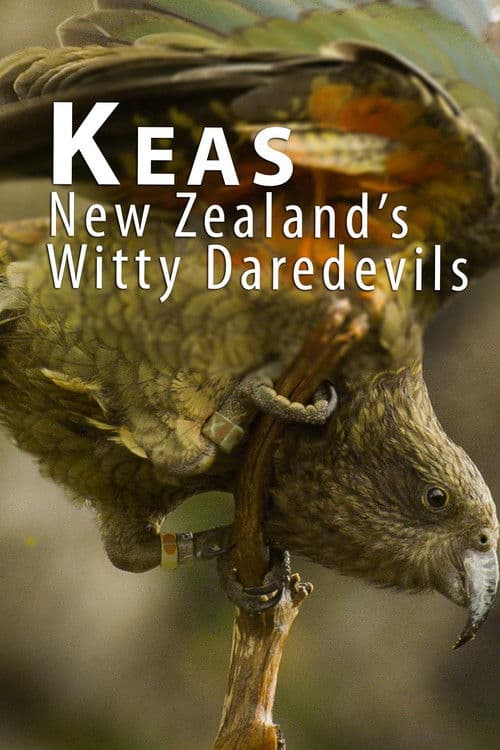 Постер: Heimliche Helden - Keas in Neuseeland