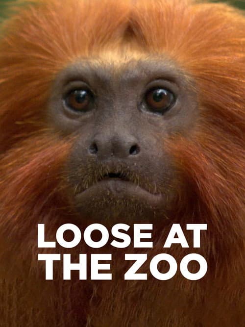 Постер: Loose at the Zoo