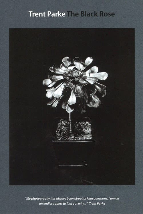 Постер: Trent Parke: The Black Rose