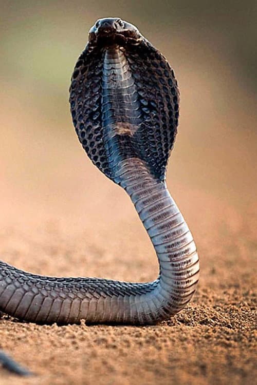 Постер: One Million Snake Bites