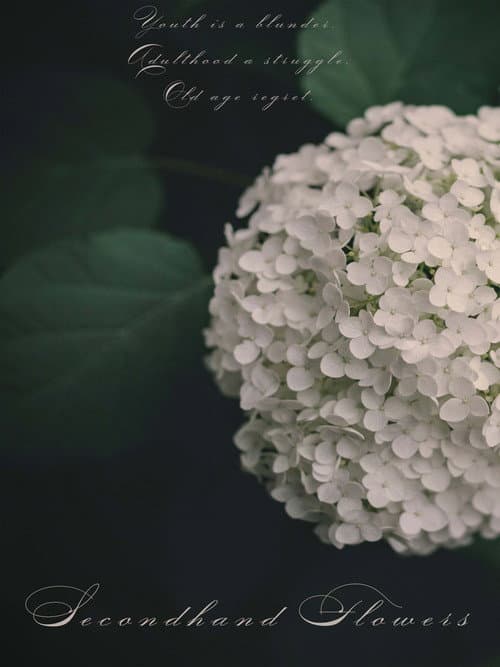 Постер: Secondhand Flowers