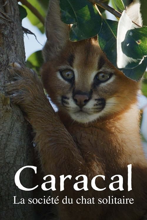 Постер: Caracal: La Société du chat solitaire