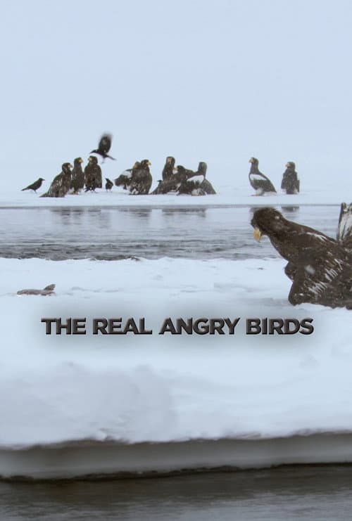 Постер: Die wahren Angry Birds