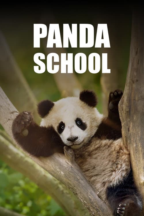 Постер: Panda School
