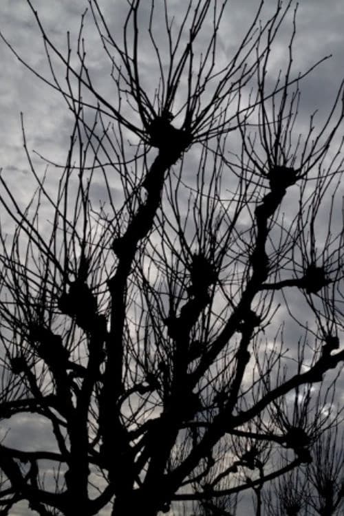 Постер: Intimations