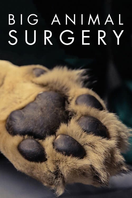 Постер: Big Animal Surgery