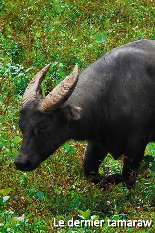 Постер: Le dernier tamaraw