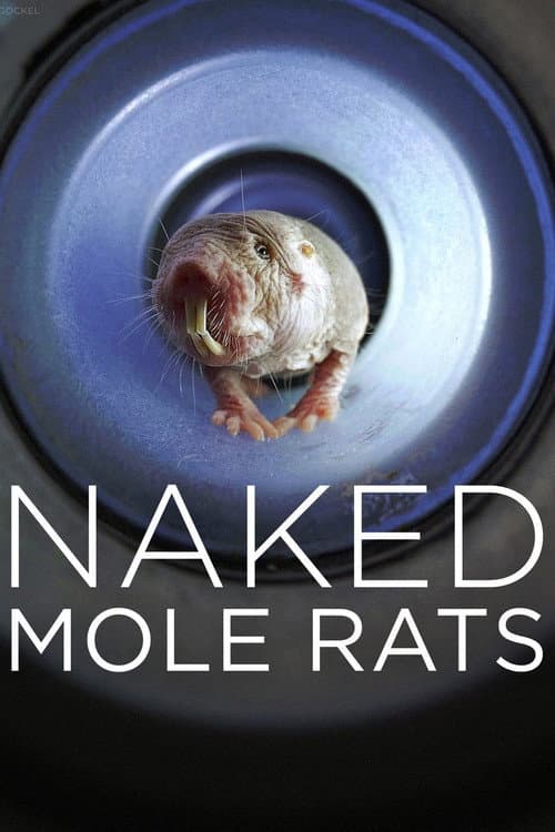 Постер: Naked Mole Rats