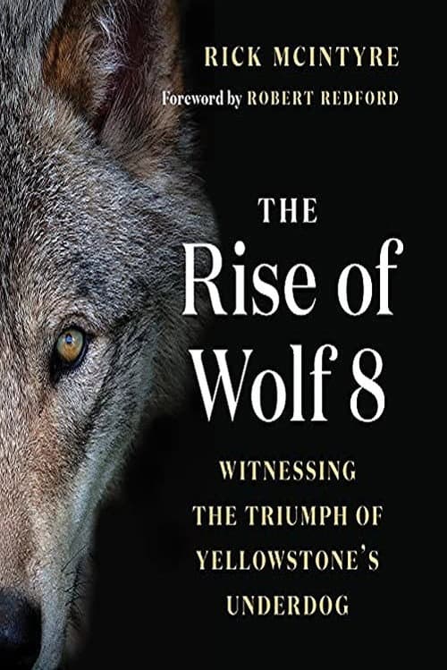Постер: The Alpha Wolves of Yellowstone