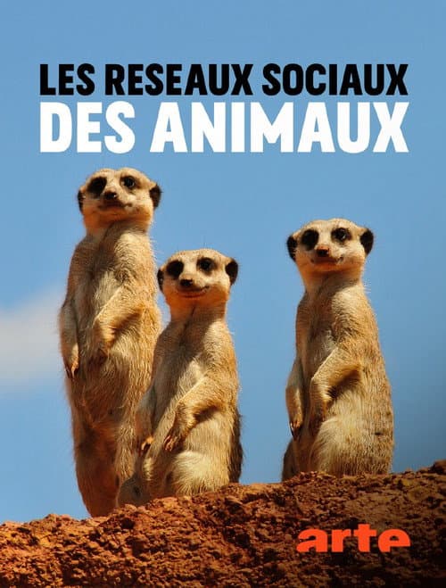 Постер: Les réseaux sociaux des animaux