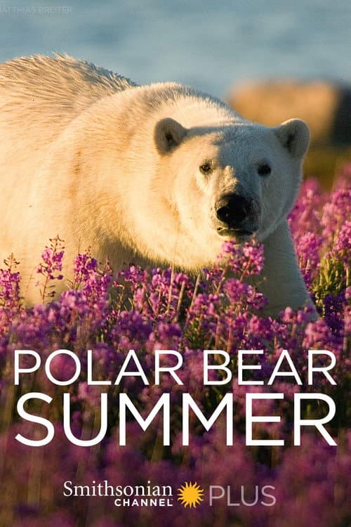 Постер: Polar Bear Summer