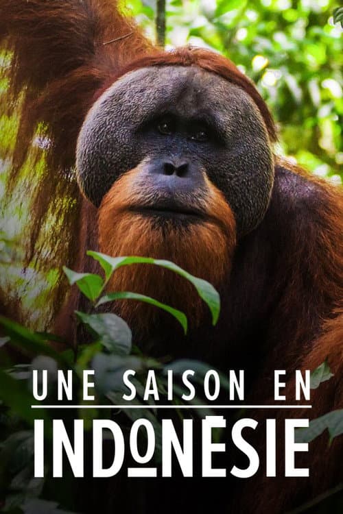 Постер: Une saison en Indonésie