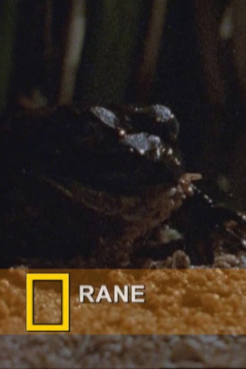 Постер: Fearsome Frogs
