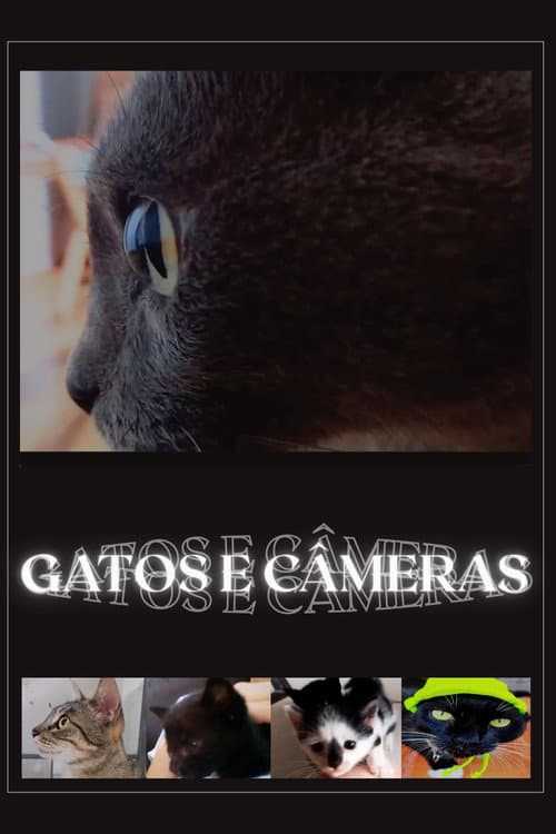 Постер: Gatos e Câmeras